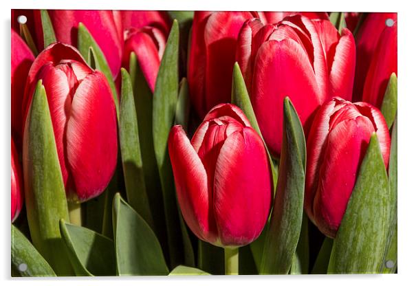 Red tulips close up Acrylic by Laco Hubaty