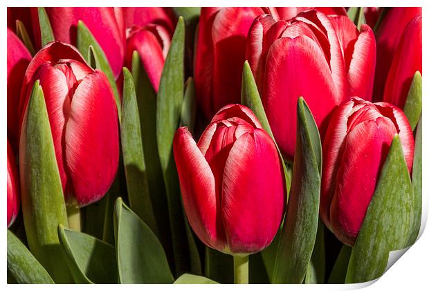 Red tulips close up Print by Laco Hubaty