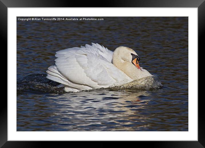Mute Swan Framed Mounted Print by Alan Tunnicliffe