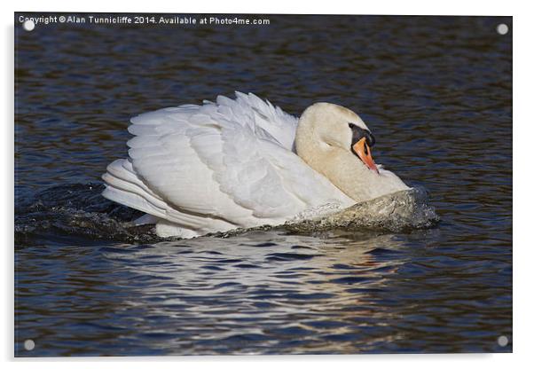 Mute Swan Acrylic by Alan Tunnicliffe
