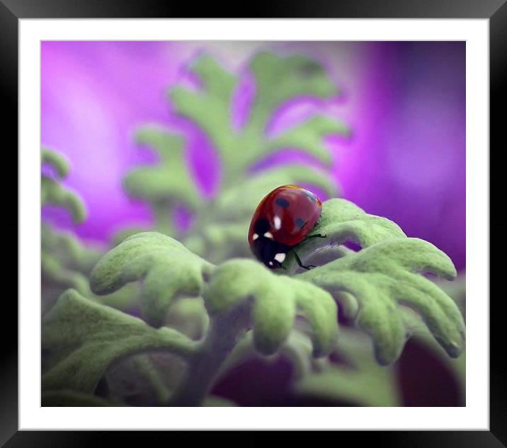 Hint Of Spring Again Framed Mounted Print by michelle whitebrook