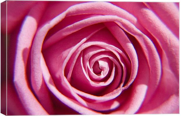 pink beauty Canvas Print by Eddie Howland