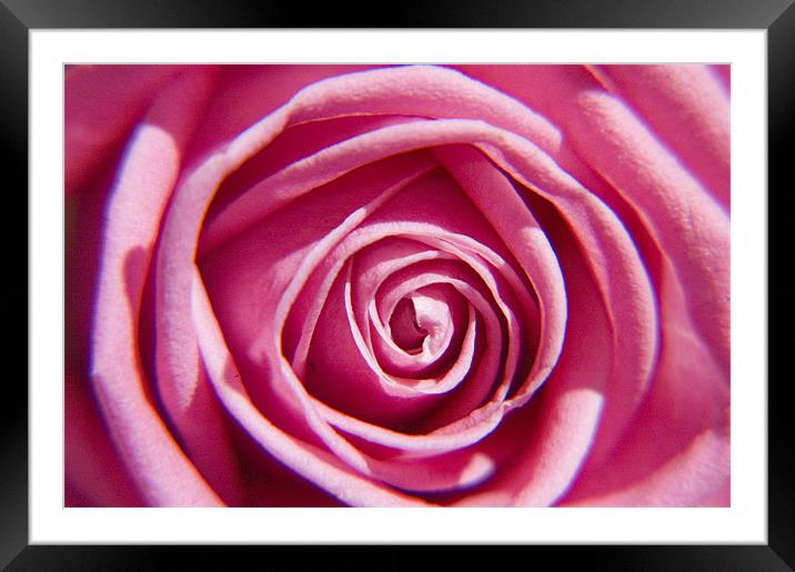 pink beauty Framed Mounted Print by Eddie Howland