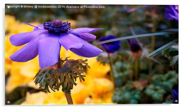 Purple Flower Acrylic by rawshutterbug 