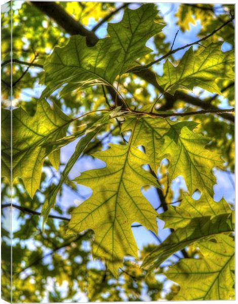 Leaves in Sunlight Canvas Print by Andy Huntley