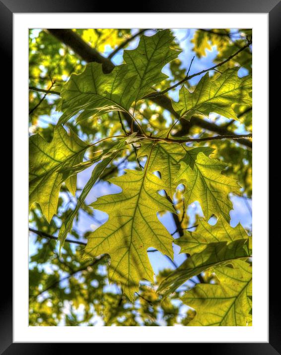 Leaves in Sunlight Framed Mounted Print by Andy Huntley