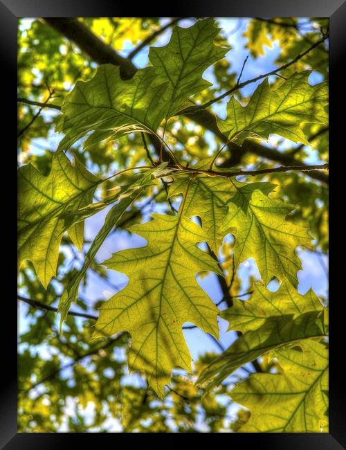 Leaves in Sunlight Framed Print by Andy Huntley