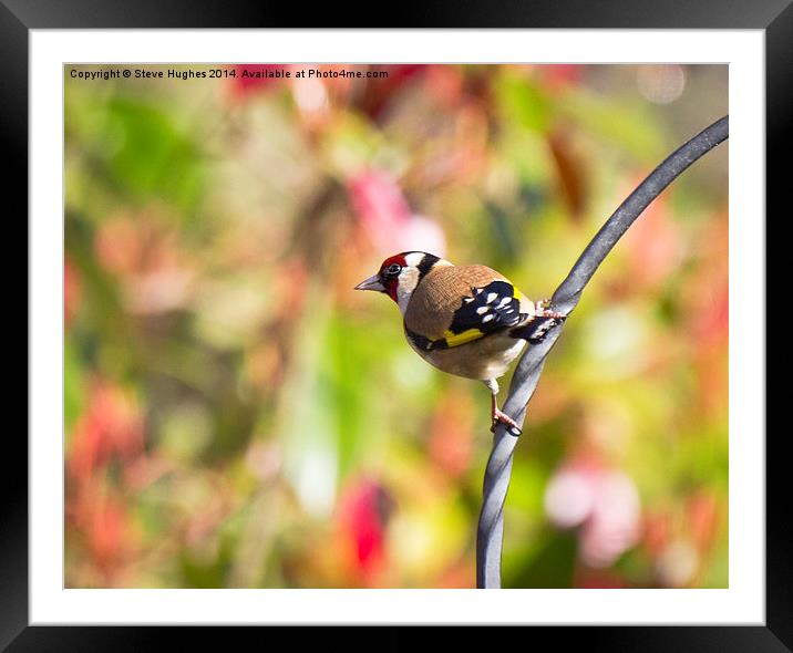Perched Goldfinch (Carduelis carduelis) Framed Mounted Print by Steve Hughes