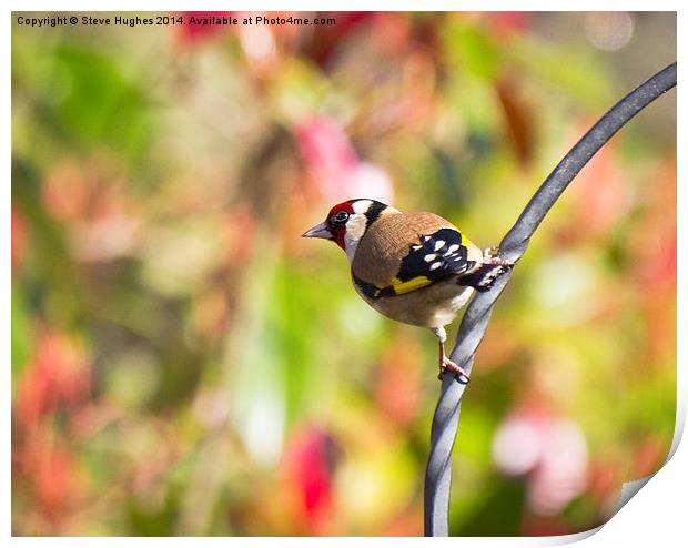 Perched Goldfinch (Carduelis carduelis) Print by Steve Hughes