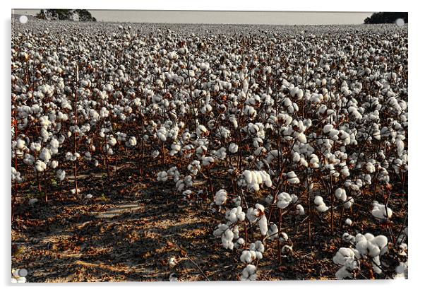 Goergia cotton field Acrylic by David Heard