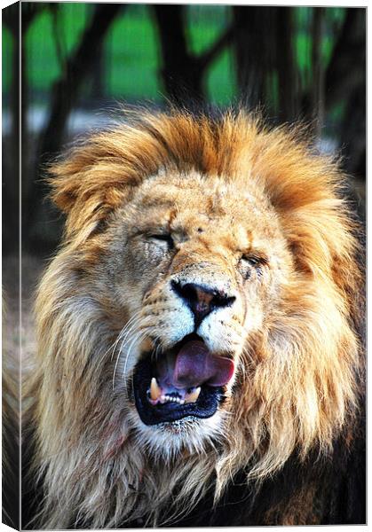 Roaring Lion Canvas Print by Sarah Griffiths
