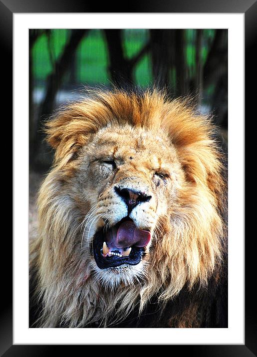Roaring Lion Framed Mounted Print by Sarah Griffiths