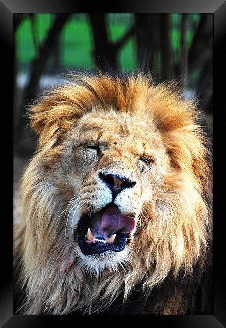 Roaring Lion Framed Print by Sarah Griffiths