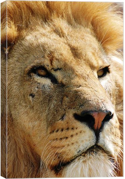 Pensive Lion Canvas Print by Sarah Griffiths