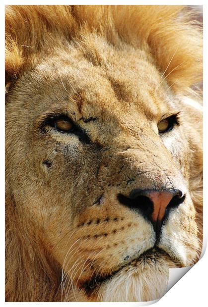 Pensive Lion Print by Sarah Griffiths
