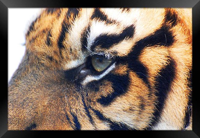 Eye Of The Tiger Framed Print by Sarah Griffiths