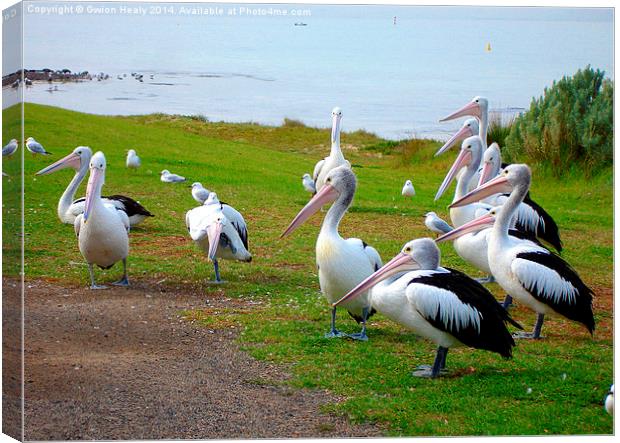 Pelicans Canvas Print by Gwion Healy