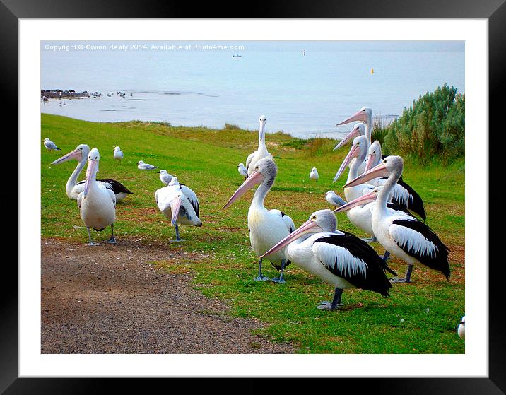 Pelicans Framed Mounted Print by Gwion Healy