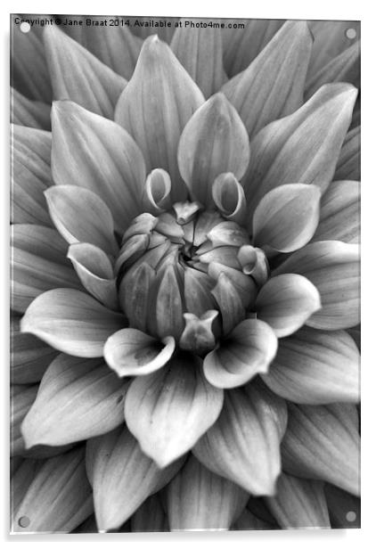 The Dark Beauty of a Dahlia Acrylic by Jane Braat