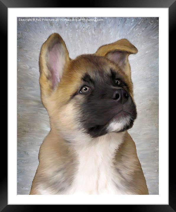 Akita Puppy Framed Mounted Print by Ray Pritchard