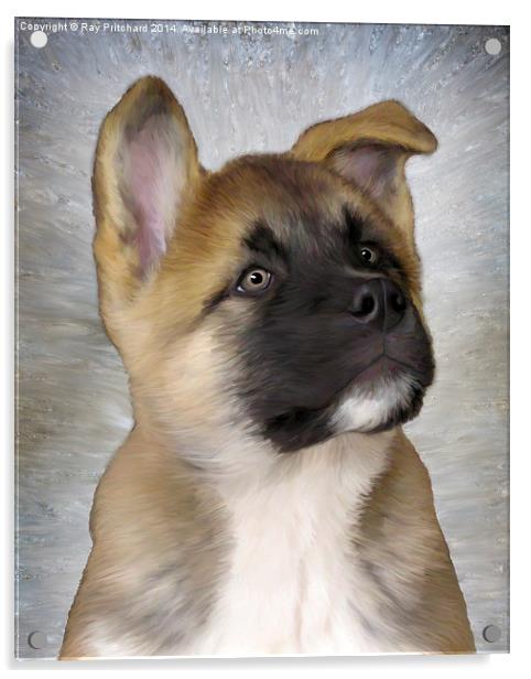 Akita Puppy Acrylic by Ray Pritchard