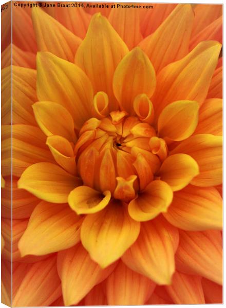 The Radiant Heart of a Dahlia Canvas Print by Jane Braat
