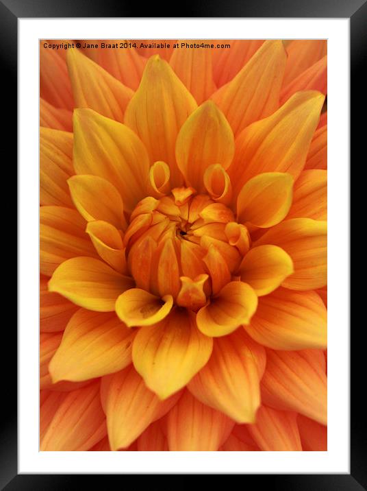 The Radiant Heart of a Dahlia Framed Mounted Print by Jane Braat