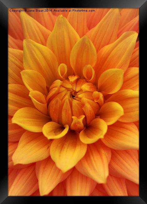 The Radiant Heart of a Dahlia Framed Print by Jane Braat