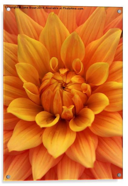 The Radiant Heart of a Dahlia Acrylic by Jane Braat