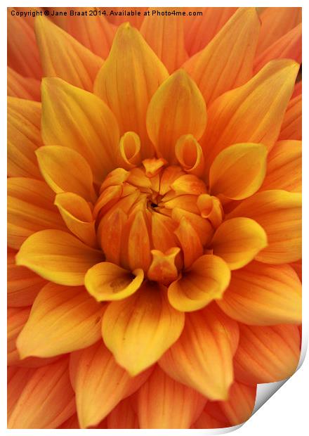 The Radiant Heart of a Dahlia Print by Jane Braat