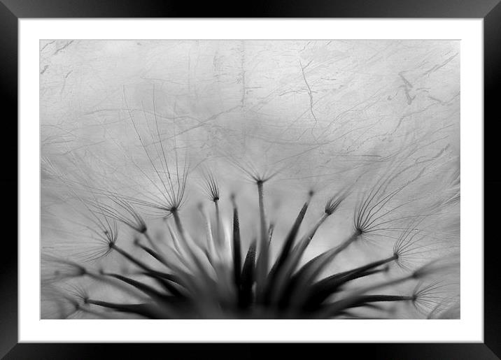 Seeds and texture Framed Mounted Print by Martine Affre Eisenlohr