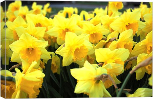 Daffodils Canvas Print by Sarah Griffiths