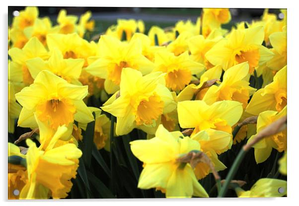 Daffodils Acrylic by Sarah Griffiths