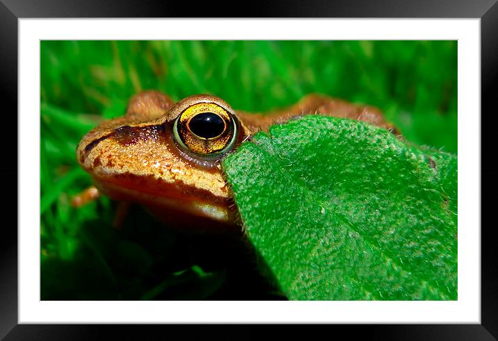 Frog Framed Mounted Print by Macrae Images