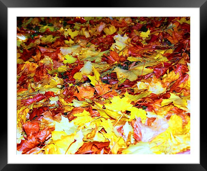 Autume Leaves Framed Mounted Print by Sarah Griffiths