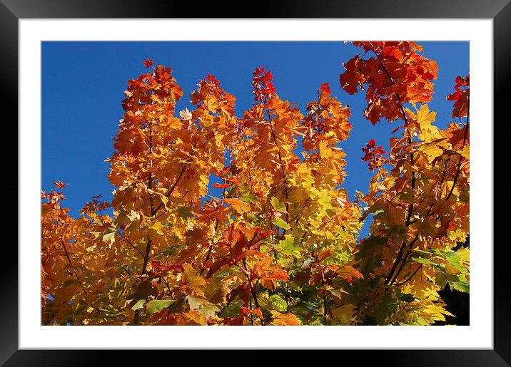 Autumn Sky Framed Mounted Print by Sarah Griffiths
