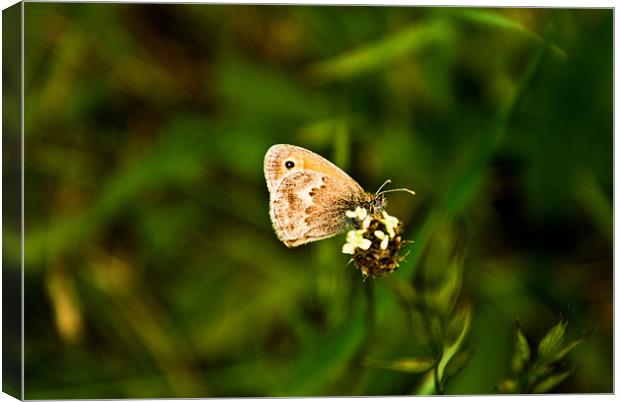 Butterfly Canvas Print by Luis Lajas