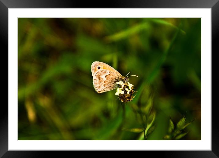 Butterfly Framed Mounted Print by Luis Lajas