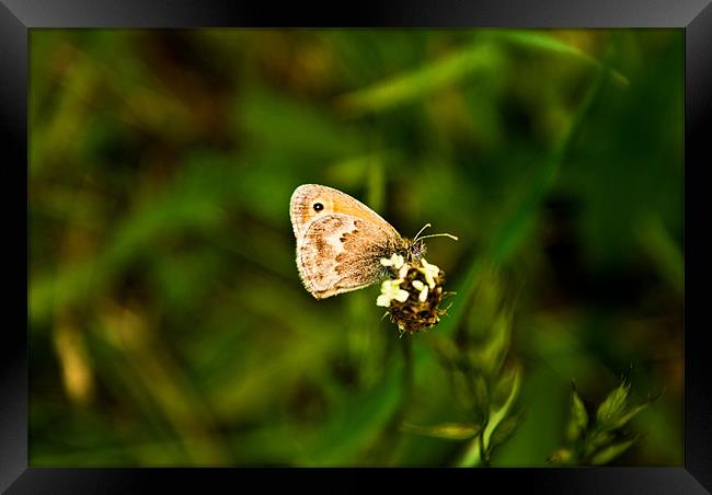 Butterfly Framed Print by Luis Lajas