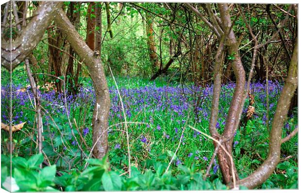 Bluebell Wood Canvas Print by Sarah Griffiths