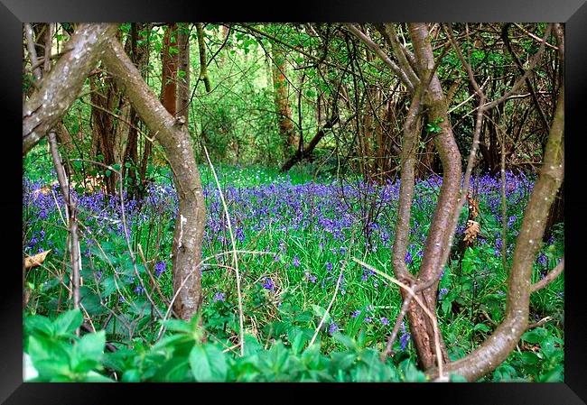 Bluebell Wood Framed Print by Sarah Griffiths