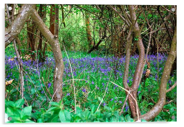 Bluebell Wood Acrylic by Sarah Griffiths