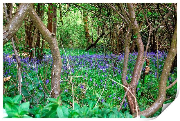 Bluebell Wood Print by Sarah Griffiths