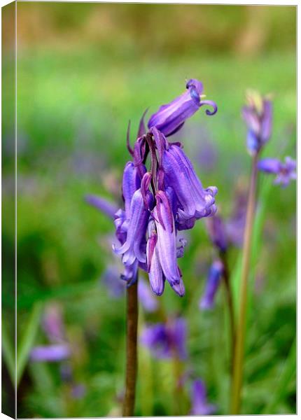 Bluebell Canvas Print by Sarah Griffiths