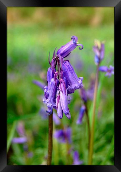 Bluebell Framed Print by Sarah Griffiths