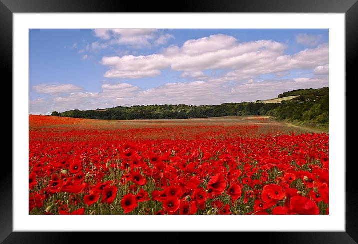 Field of Poppies Framed Mounted Print by Dawn Cox