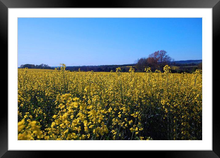 Summer Field Framed Mounted Print by Sarah Griffiths