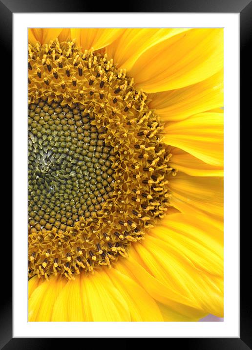 Sunflower Framed Mounted Print by Sarah Griffiths