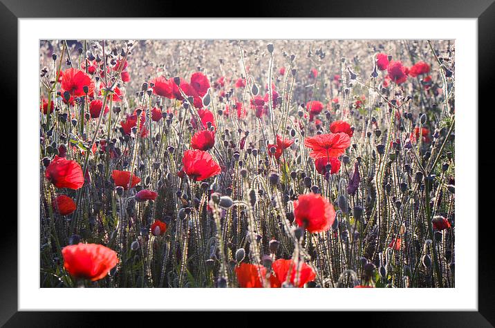 Caught in the light Framed Mounted Print by Dawn Cox