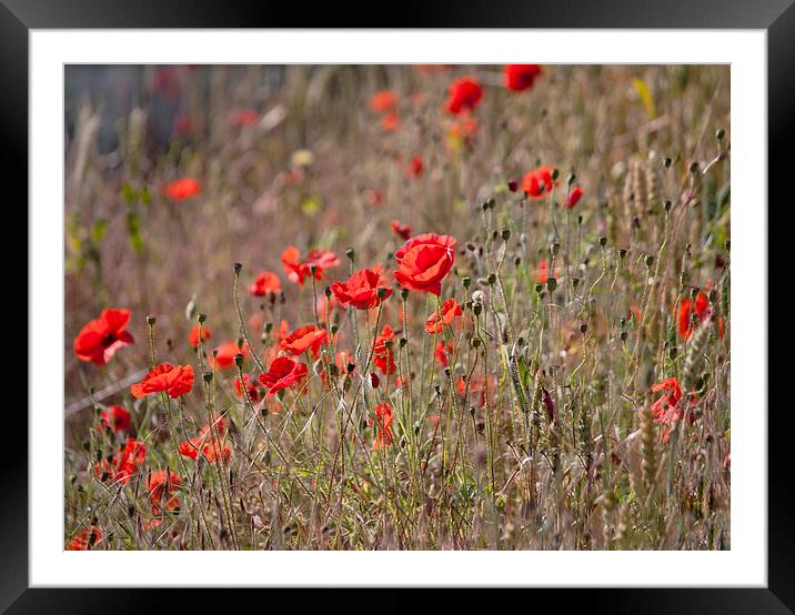 Looking towards the light Framed Mounted Print by Dawn Cox